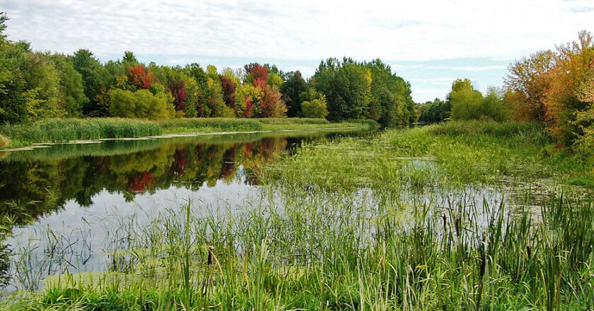 Millieu humide en forêt