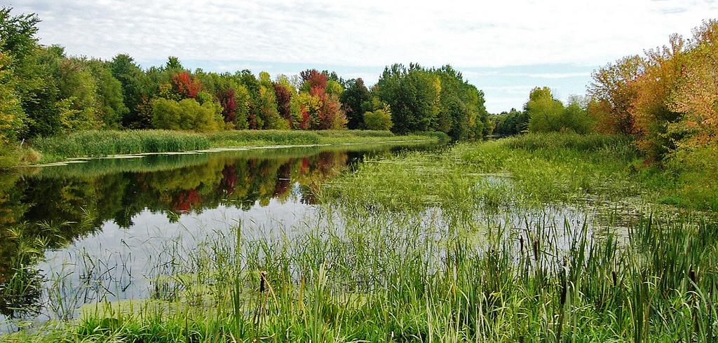 Millieu humide en forêt