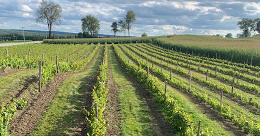Vignobles Cookshire-Eaton