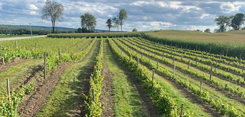 Vignobles Cookshire-Eaton