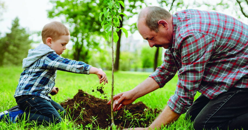 7 conseils pour planter un arbre et favoriser sa croissance