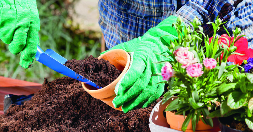Terreau ou terre à jardin ?