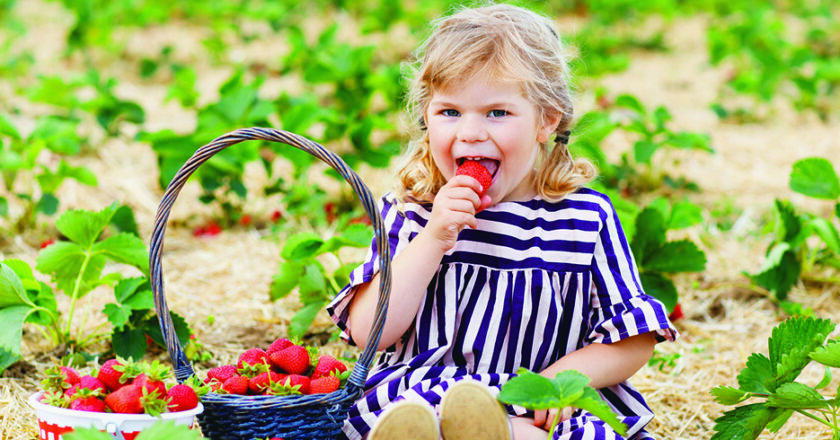AUTOCUEILLETTE-de-petits-fruits