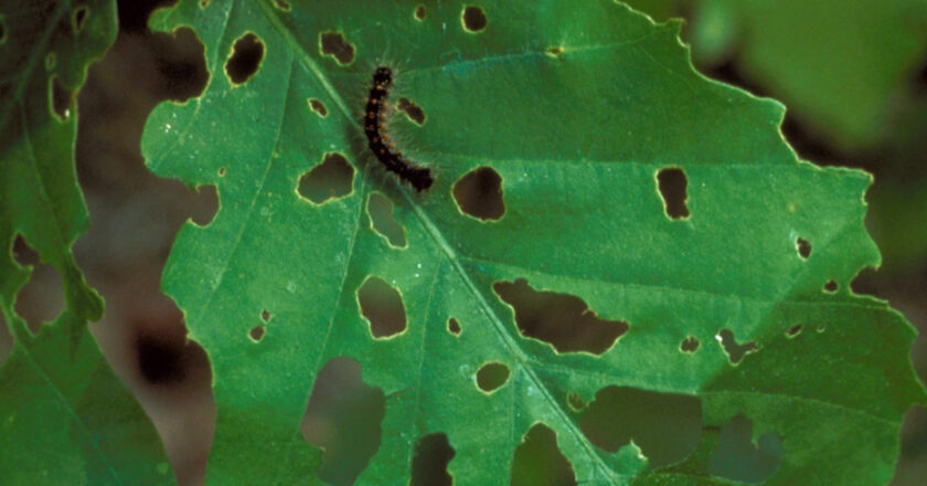 La spongieuse est un insecte défoliateur