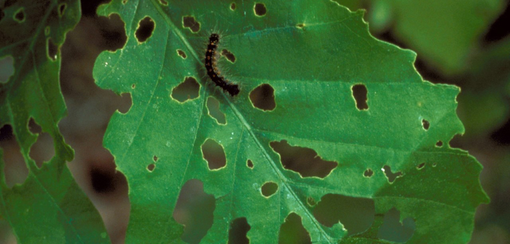 La spongieuse est un insecte défoliateur
