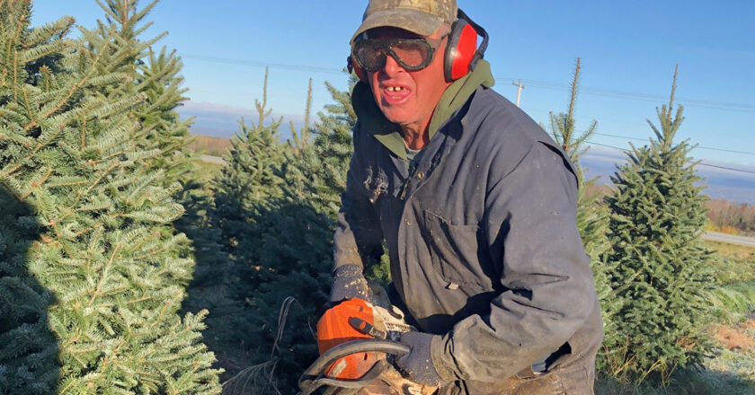 Sapins de Noël