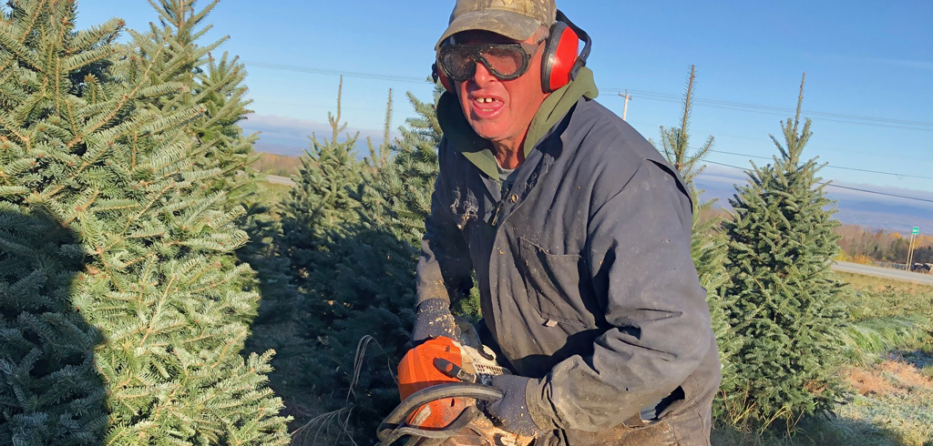 Sapins de Noël