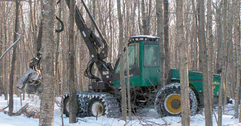 Forêt Haut-Saint-François
