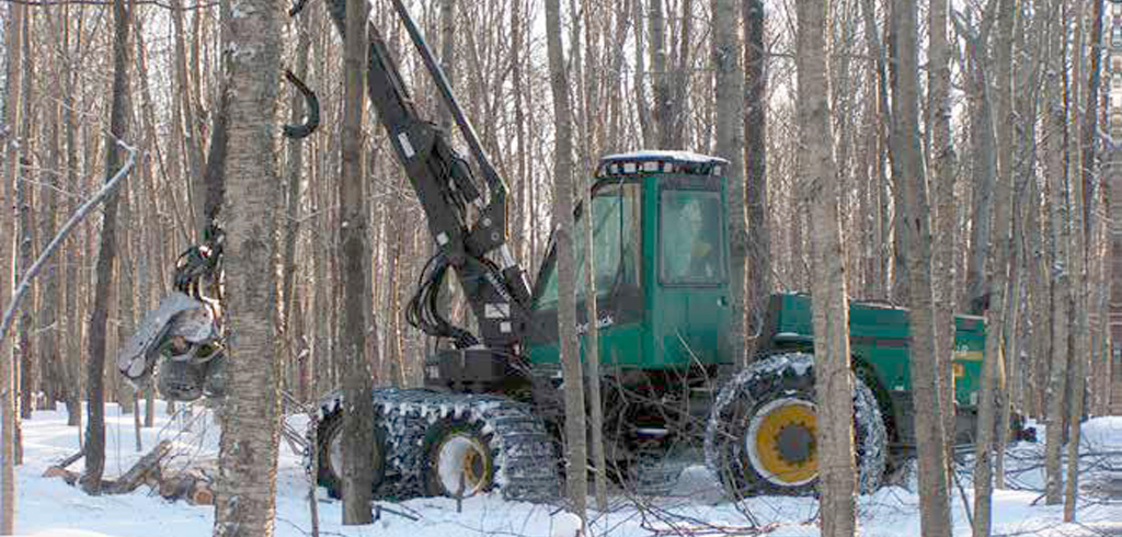 Forêt Haut-Saint-François