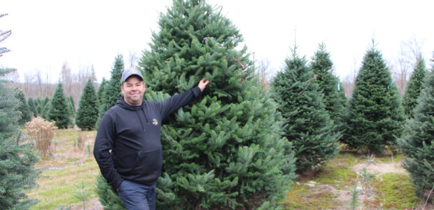 Sapins