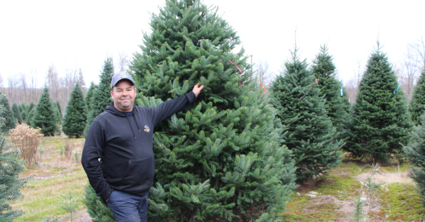 Sapins
