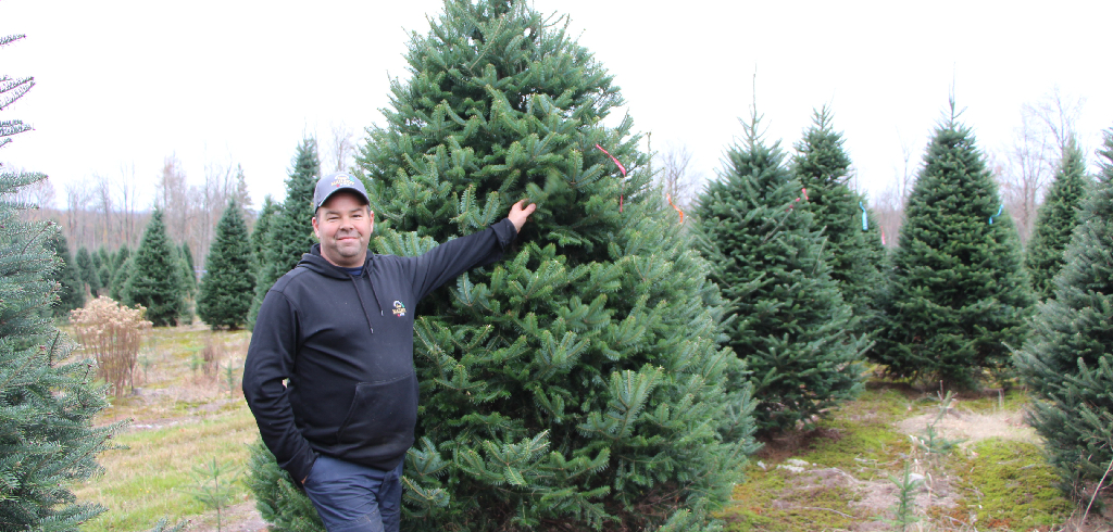 Sapins
