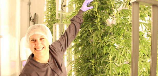 Cannabis