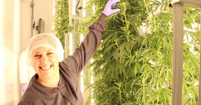 Cannabis