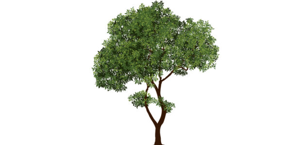arbres