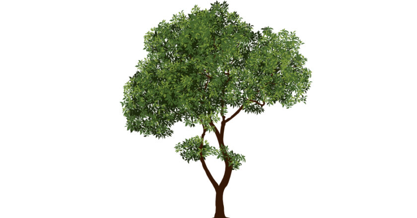 arbres