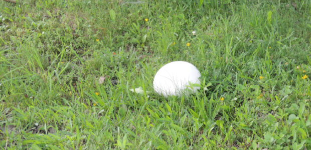 champignon