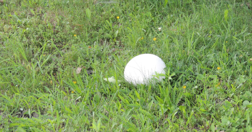 champignon