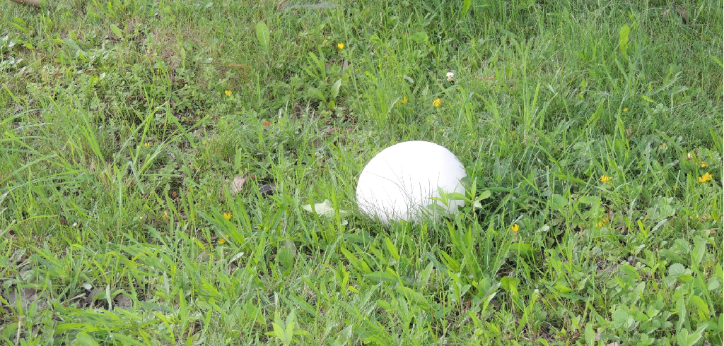 champignon