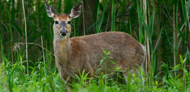 chasse