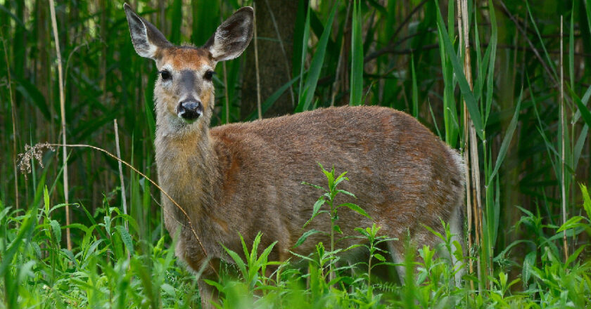 chasse