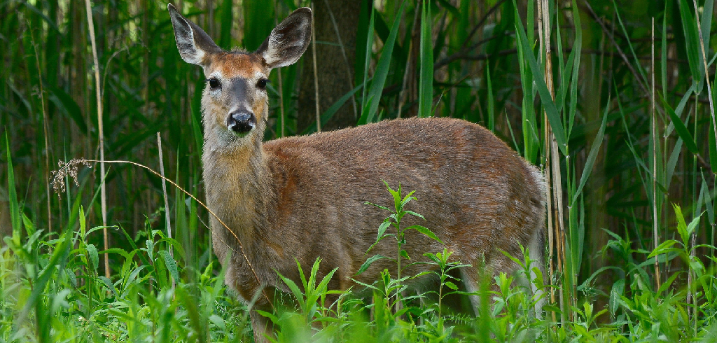 chasse