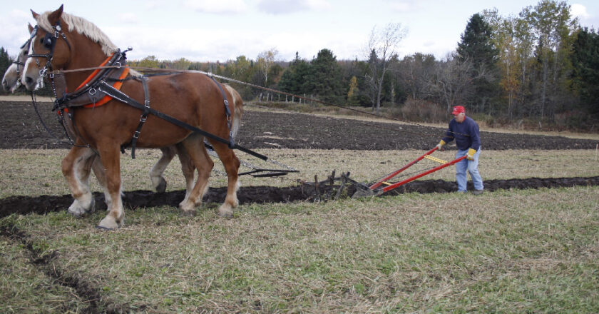 chevaux