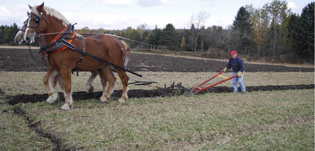 chevaux