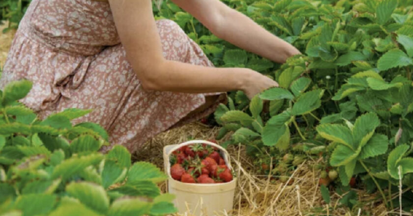 fraise