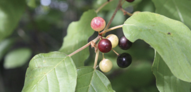 nerprum bourdaine