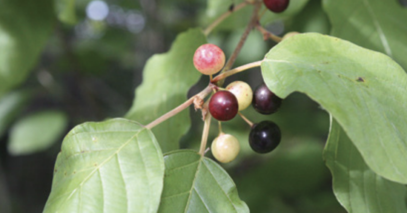 nerprum bourdaine
