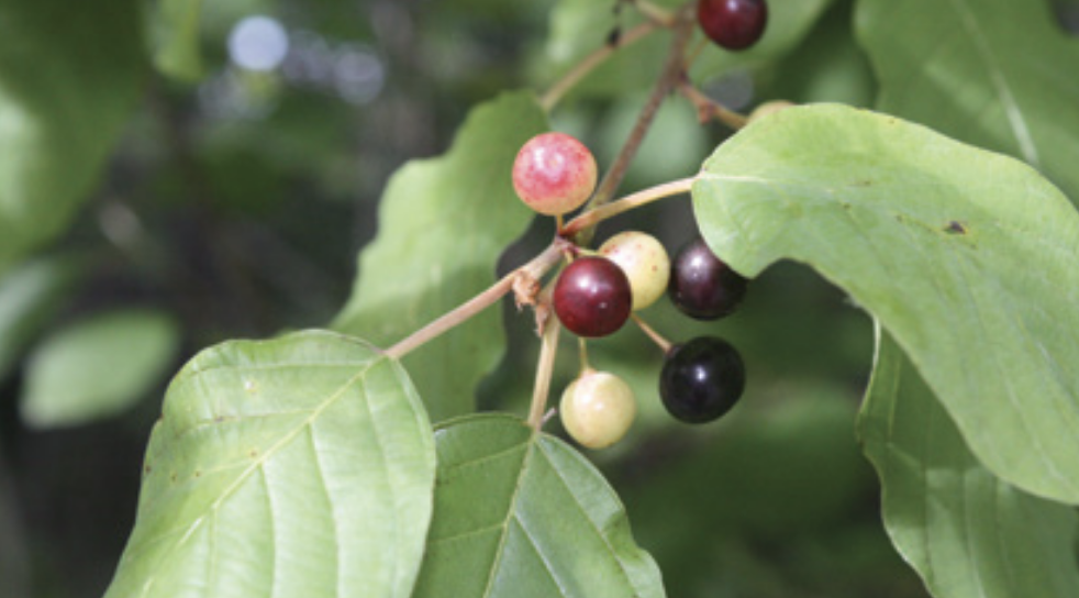 nerprum bourdaine