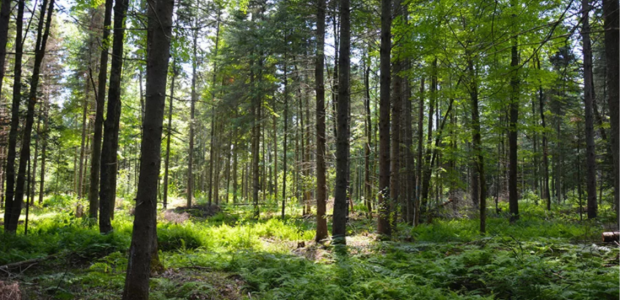 Forêt