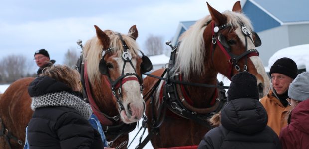 Chevaux